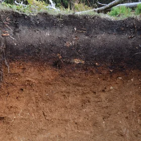 Podzol developed from granite