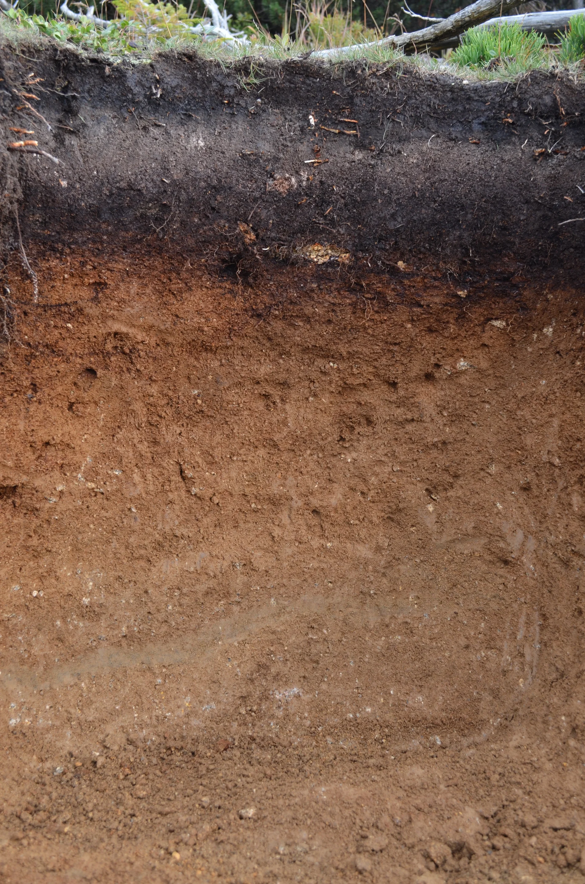 Podzol developed from granite
