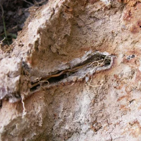 Redoximorphic features in soil