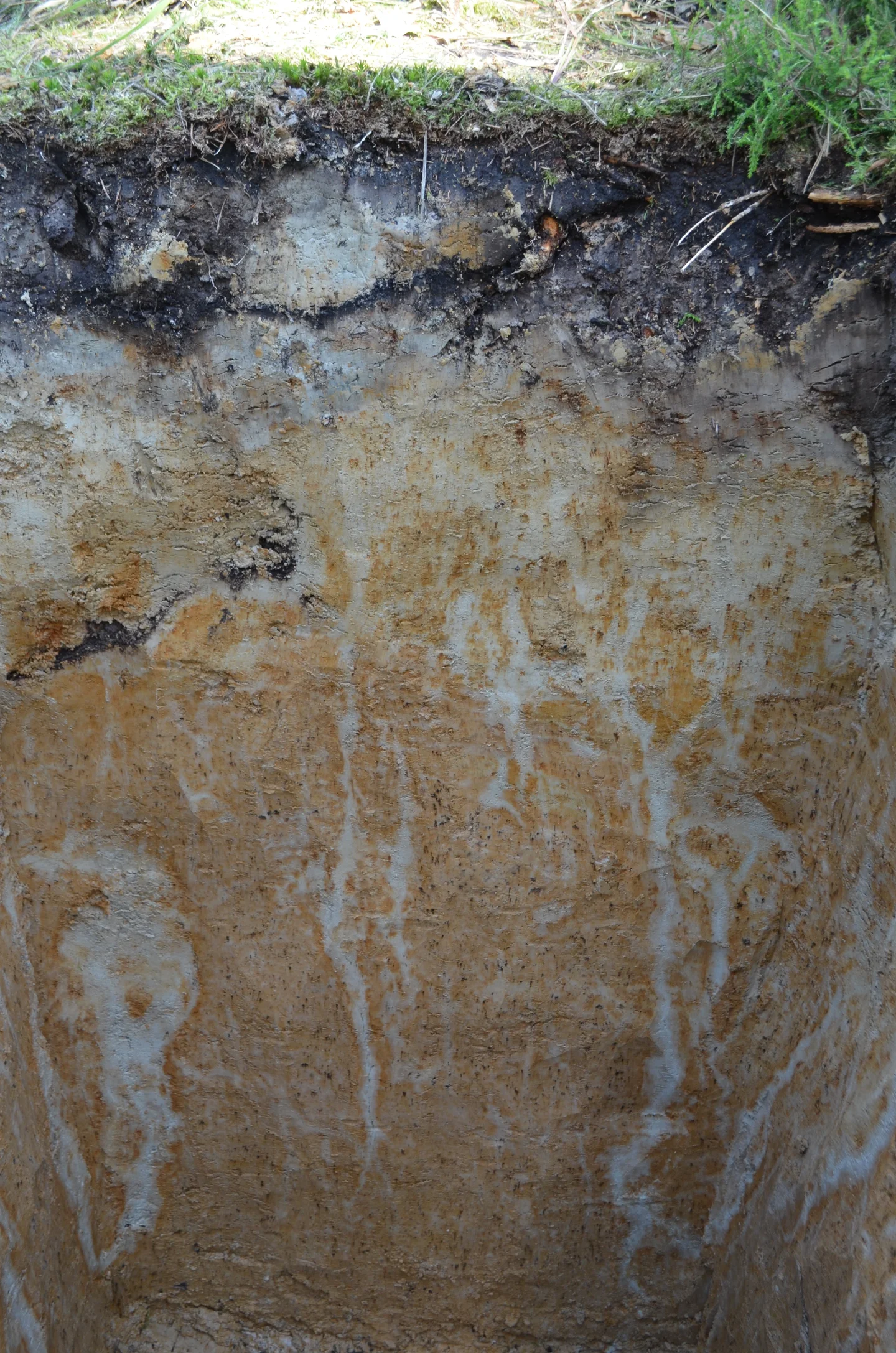 Glossic Stagnosol from loess