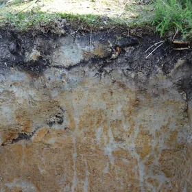 Glossic Stagnosol from loess