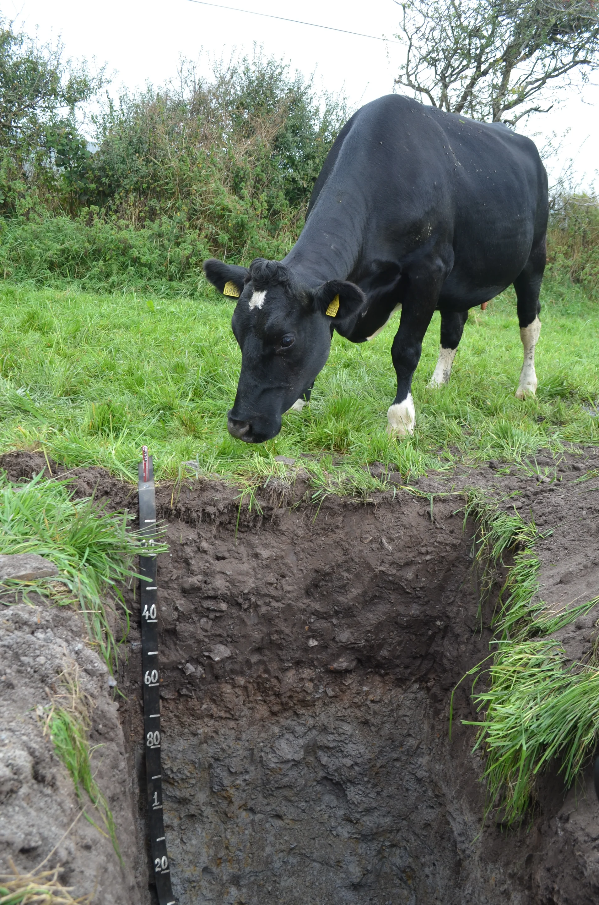 All creatures may have interest in soil...