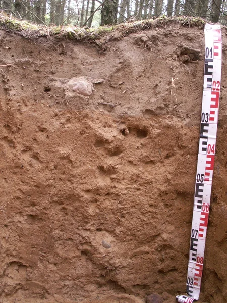 Brunic Arenosol