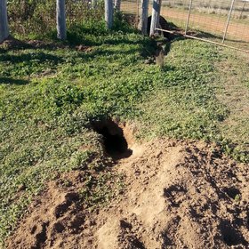 Womat holes in NSW, Australia: Biota at work