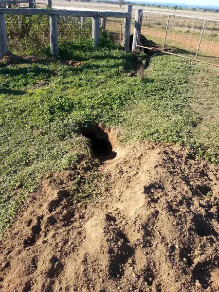 Womat holes in NSW, Australia: Biota at work
