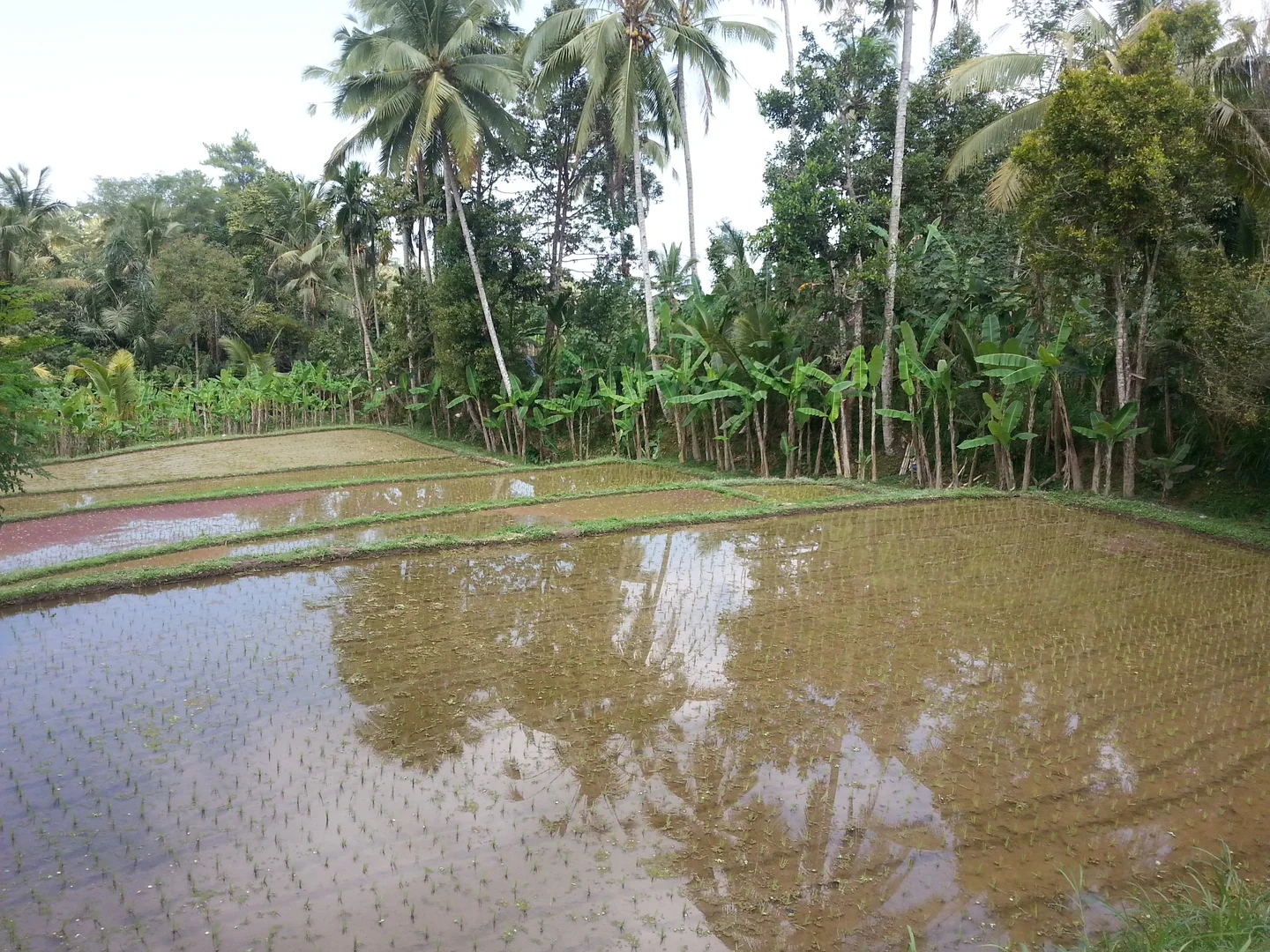 Rice Paddies on Bali, Indonesia