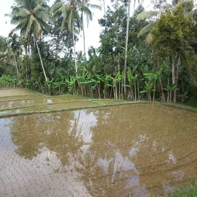 Rice Paddies on Bali, Indonesia