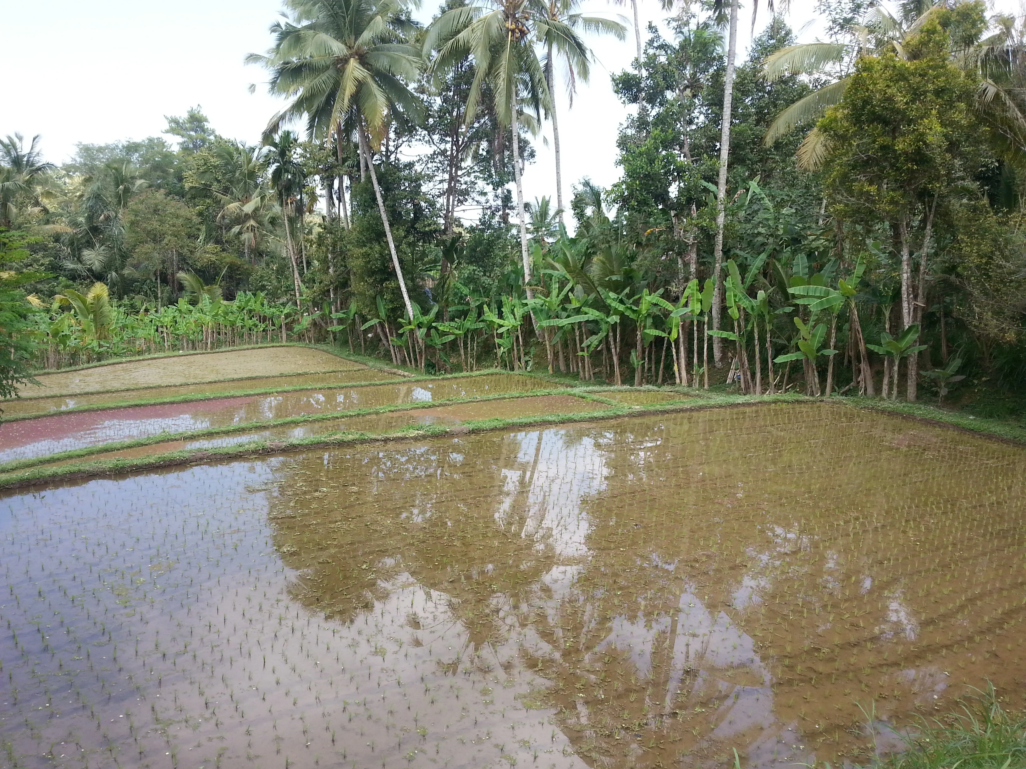 Rice Paddies on Bali, Indonesia