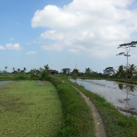 Fallow rice paddy with soil dykes, Bali