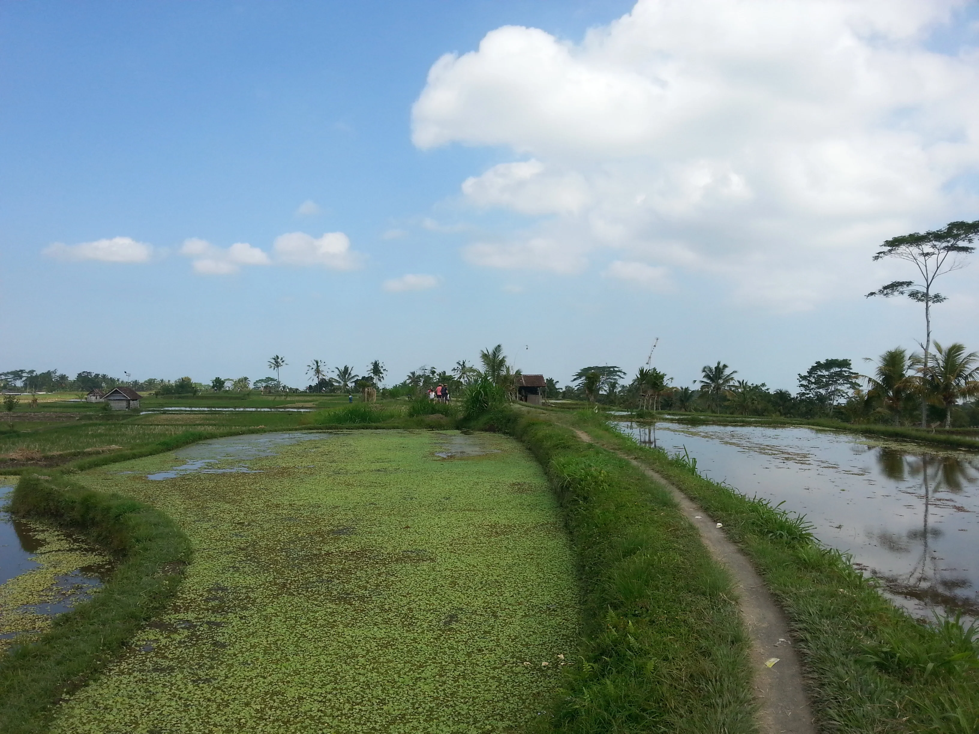 Fallow rice paddy with soil dykes, Bali