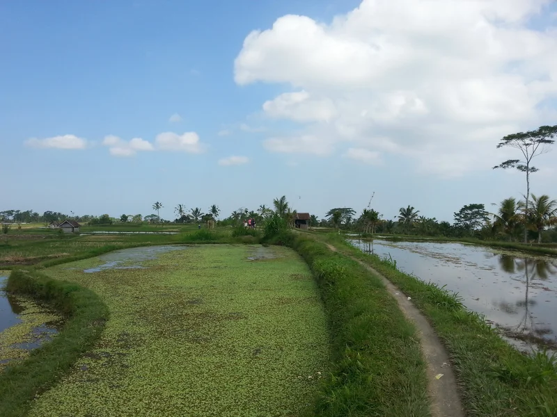 Fallow rice paddy with soil dykes, Bali