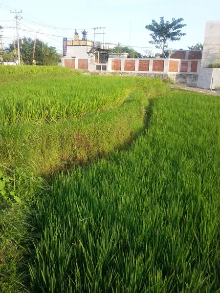 Grass strip in rice field, Bali