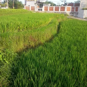 Grass strip in rice field, Bali