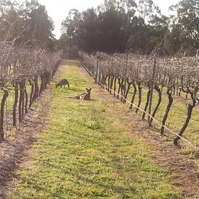 Kangaroos in a vineyard in the hunter valley, NSW, australia