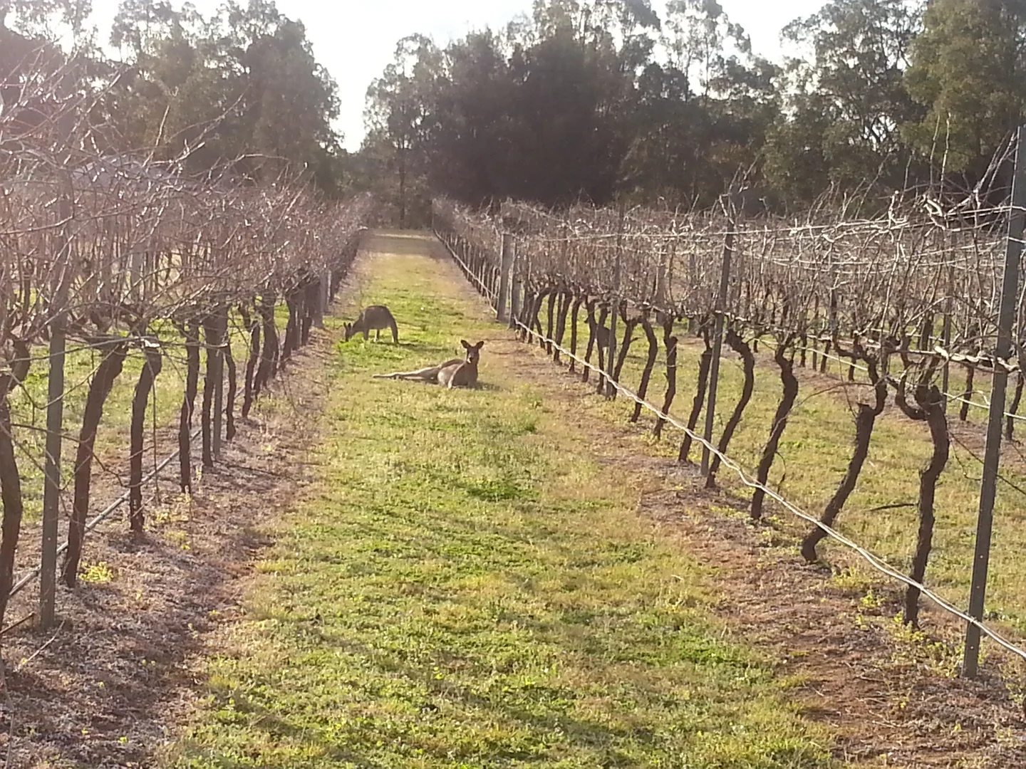 Kangaroos in a vineyard in the hunter valley, NSW, australia