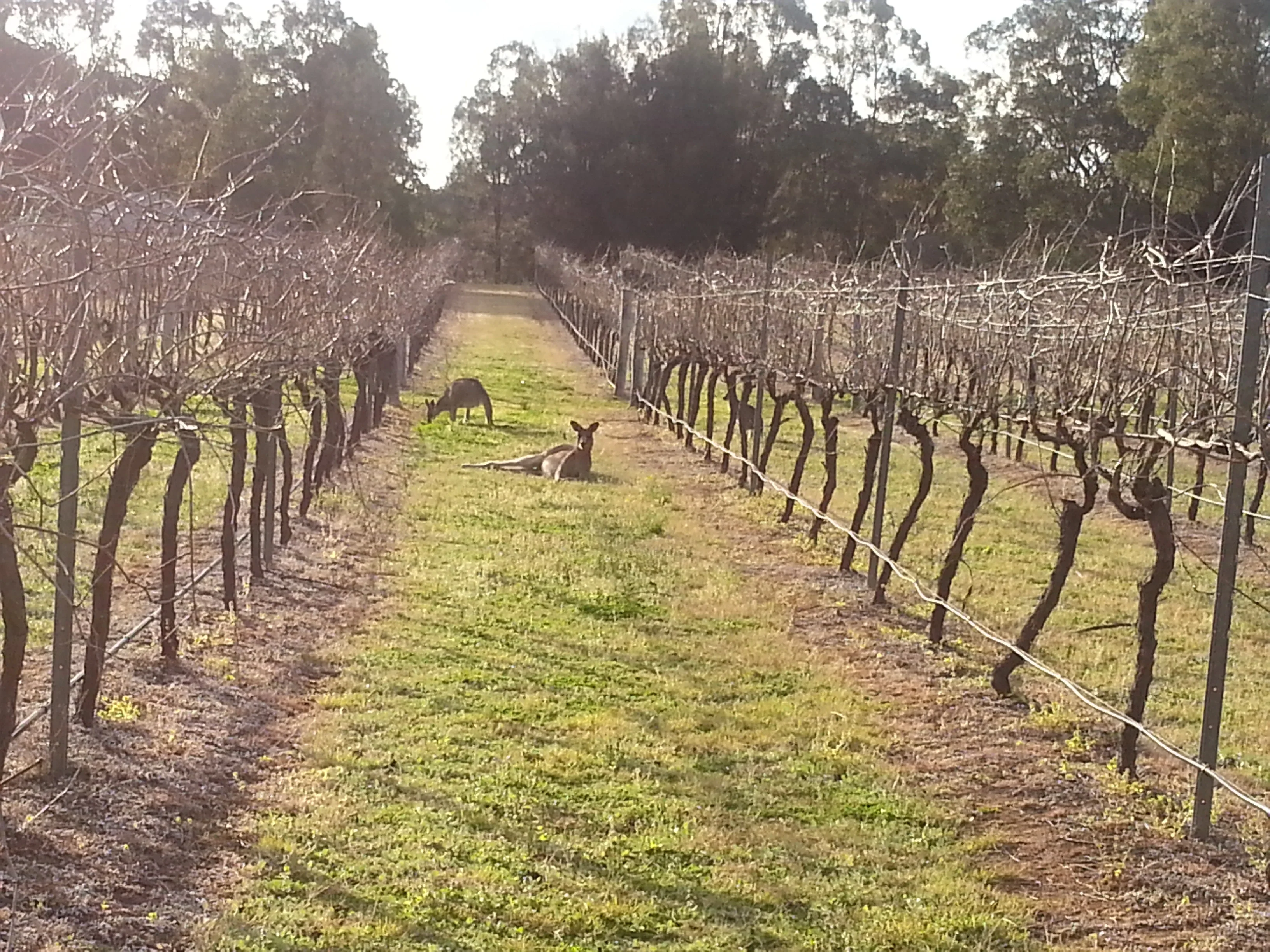 Kangaroos in a vineyard in the hunter valley, NSW, australia