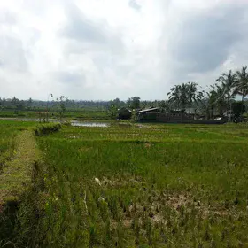 Rice paddies with soil dykes, Bali