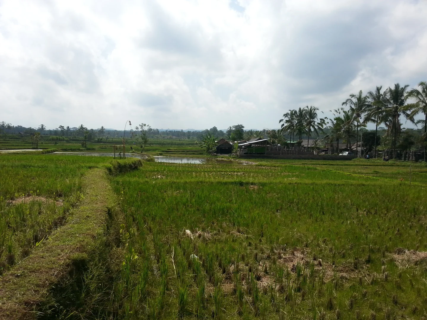 Rice paddies with soil dykes, Bali