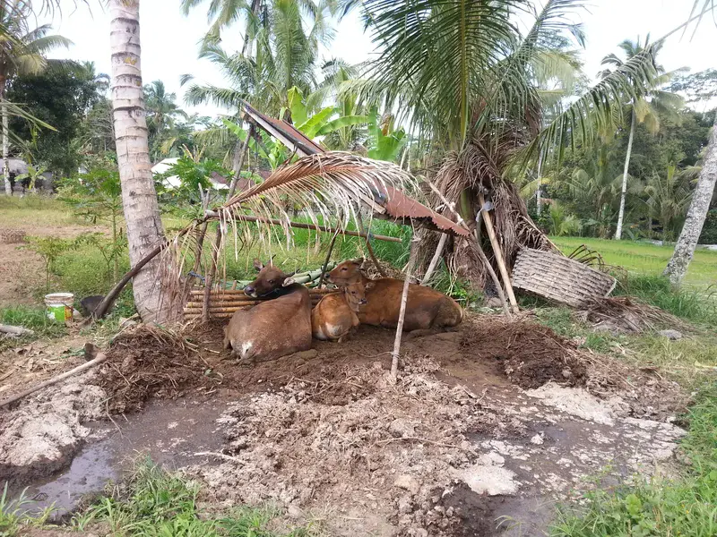 Mixed farming practices in Bali