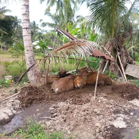 Mixed farming practices in Bali
