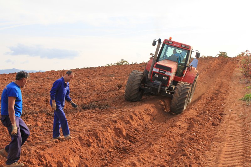 Tillage in vineyards with heavy machinery is inducing soil degradation. Utiel, Eastern Spain