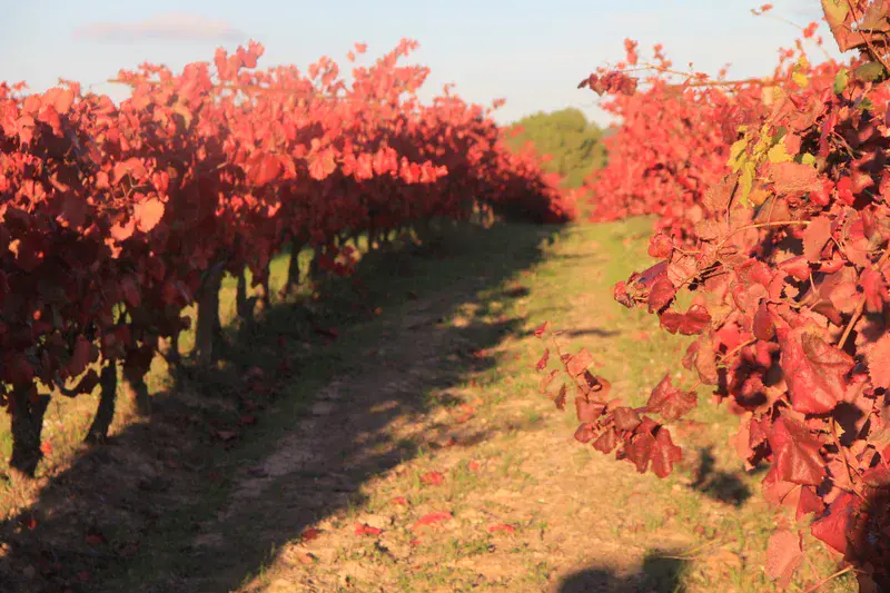 Vineyards landscapes in autumn. Celler del Roure. Les Alcusses valley, Eastern Spain
