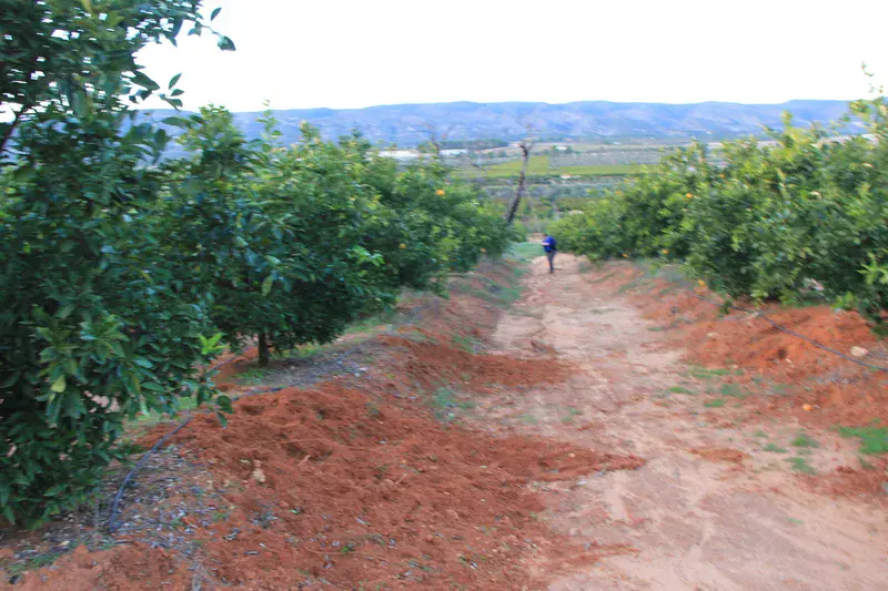 Soil erosion triggered by wild boars in citrus plantations in Spain