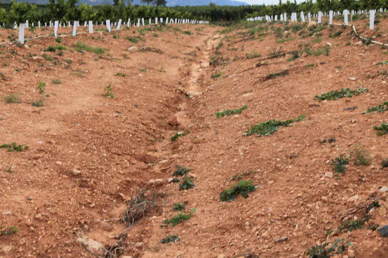 Soil erosion in citrus orchard is due to the lack of vegetation and soil compaction