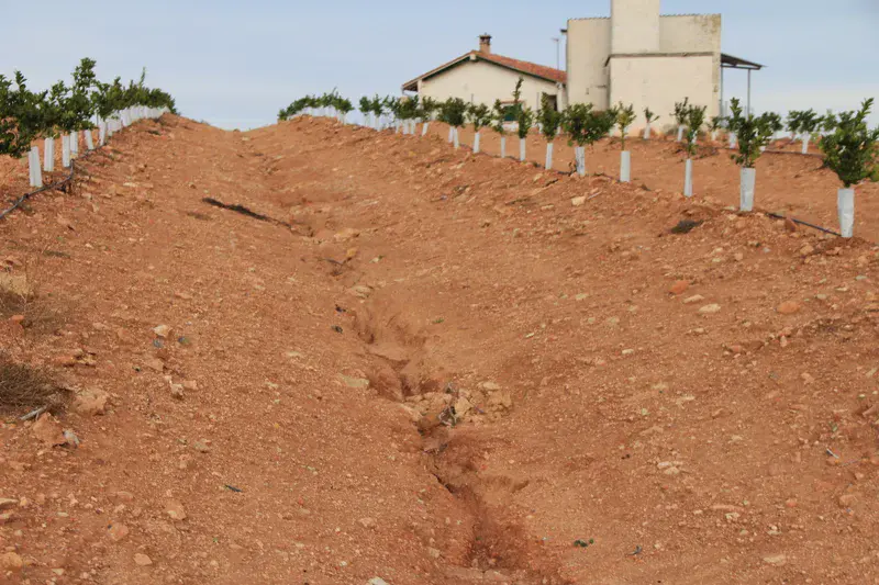 Soil erosion in citrus plantation is due to the lack of vegetation cover