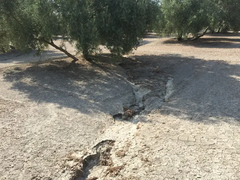 Rill erosion in olive orchards
