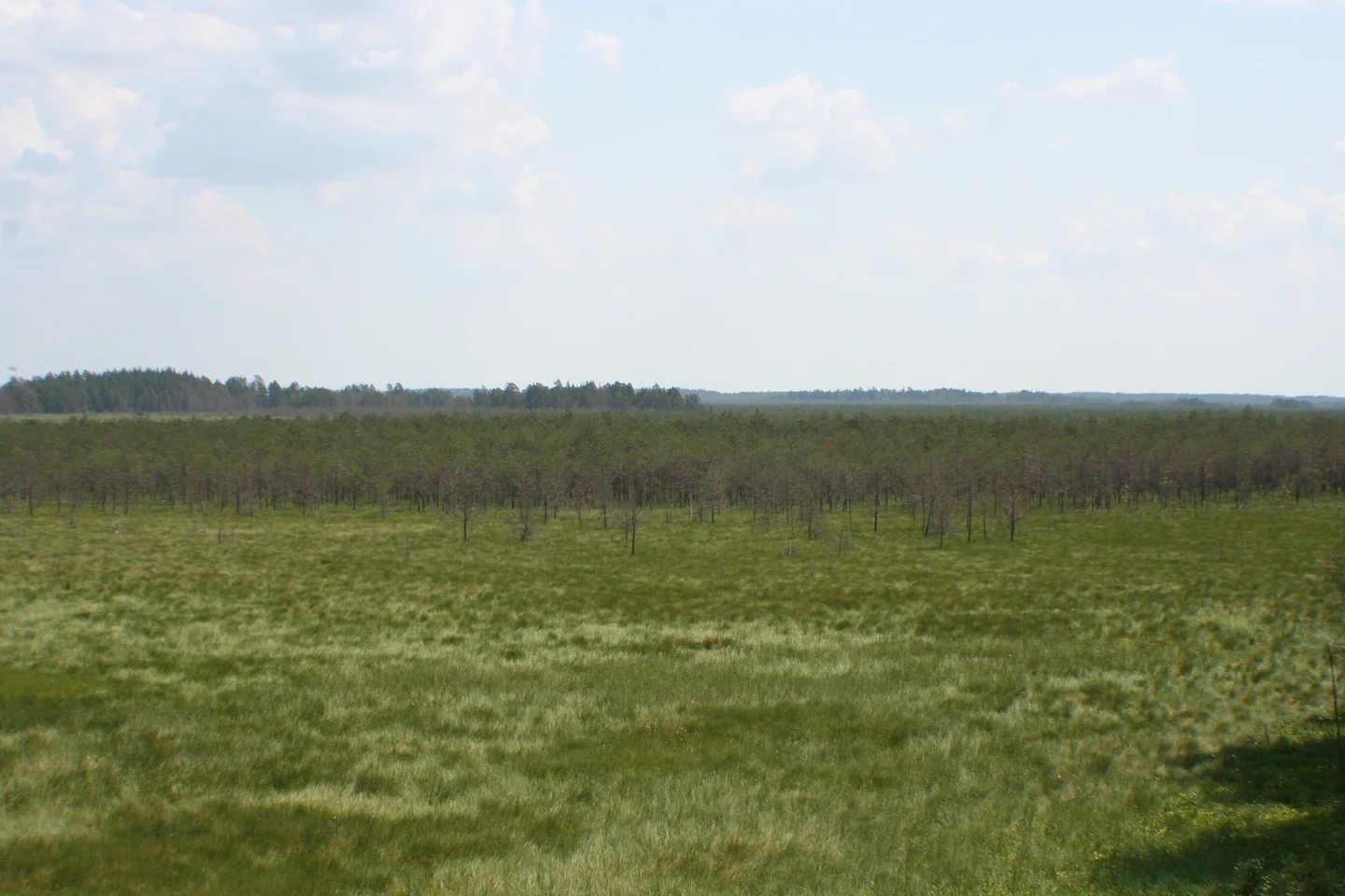 Small changes in soil properties cause large changes in vegetation