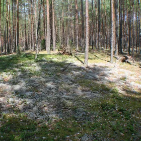 Lichens and moss covering soil