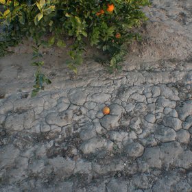 Layer of fine sediments deposited by sheet erosion in a citrus-cropped soil