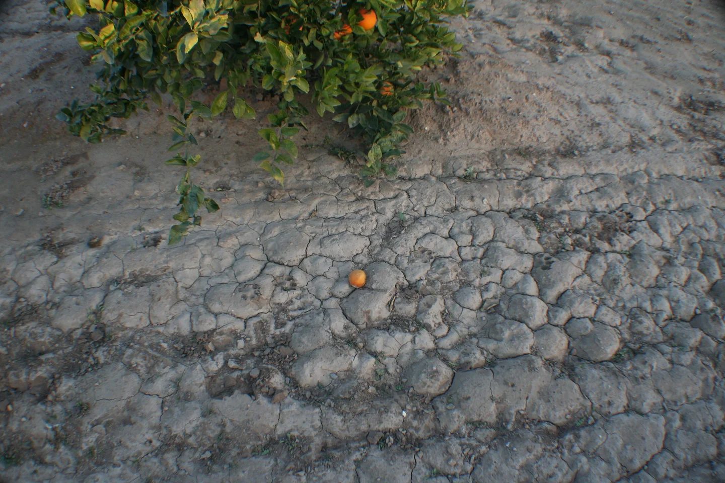 Layer of fine sediments deposited by sheet erosion in a citrus-cropped soil