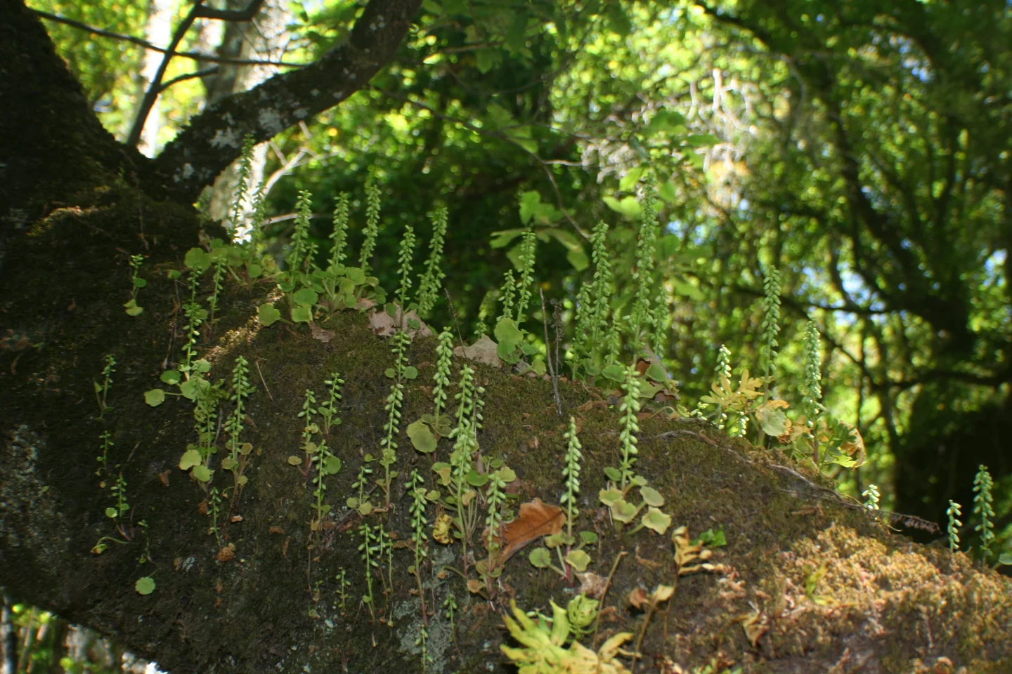 Soil in the branch