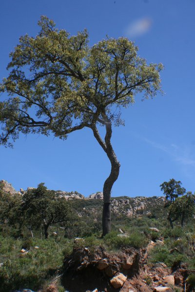 Cork oak fighting for soil