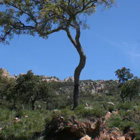 Cork oak fighting for soil