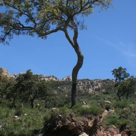 Cork oak fighting for soil
