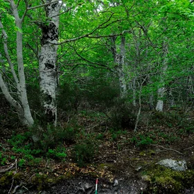 Albic Podzol/Typic Haplorthod