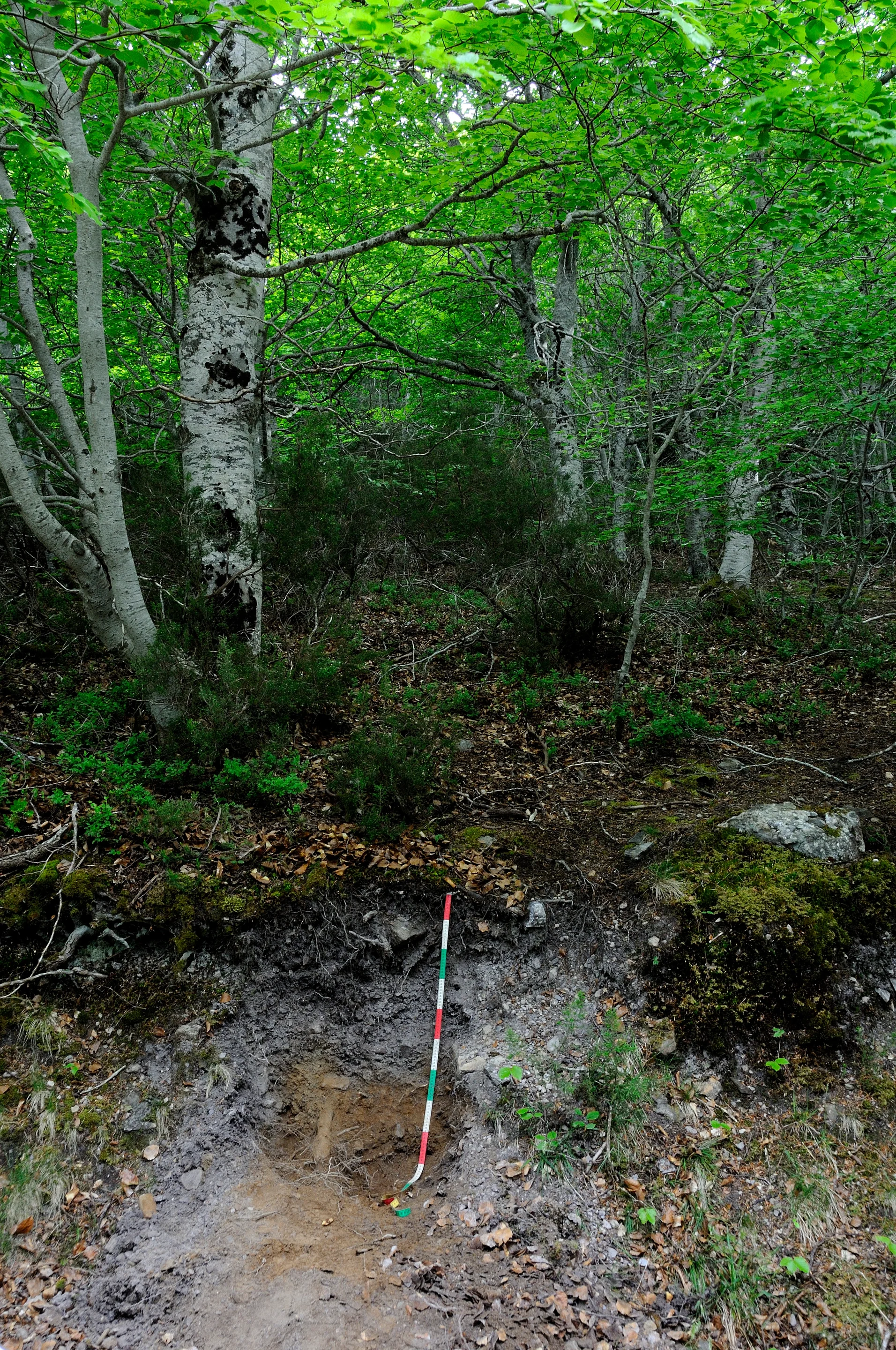 Albic Podzol/Typic Haplorthod