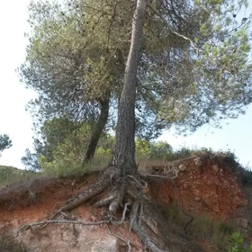 Holding on for life