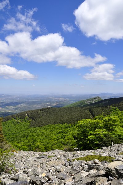 Moncayo Natural Park Forests