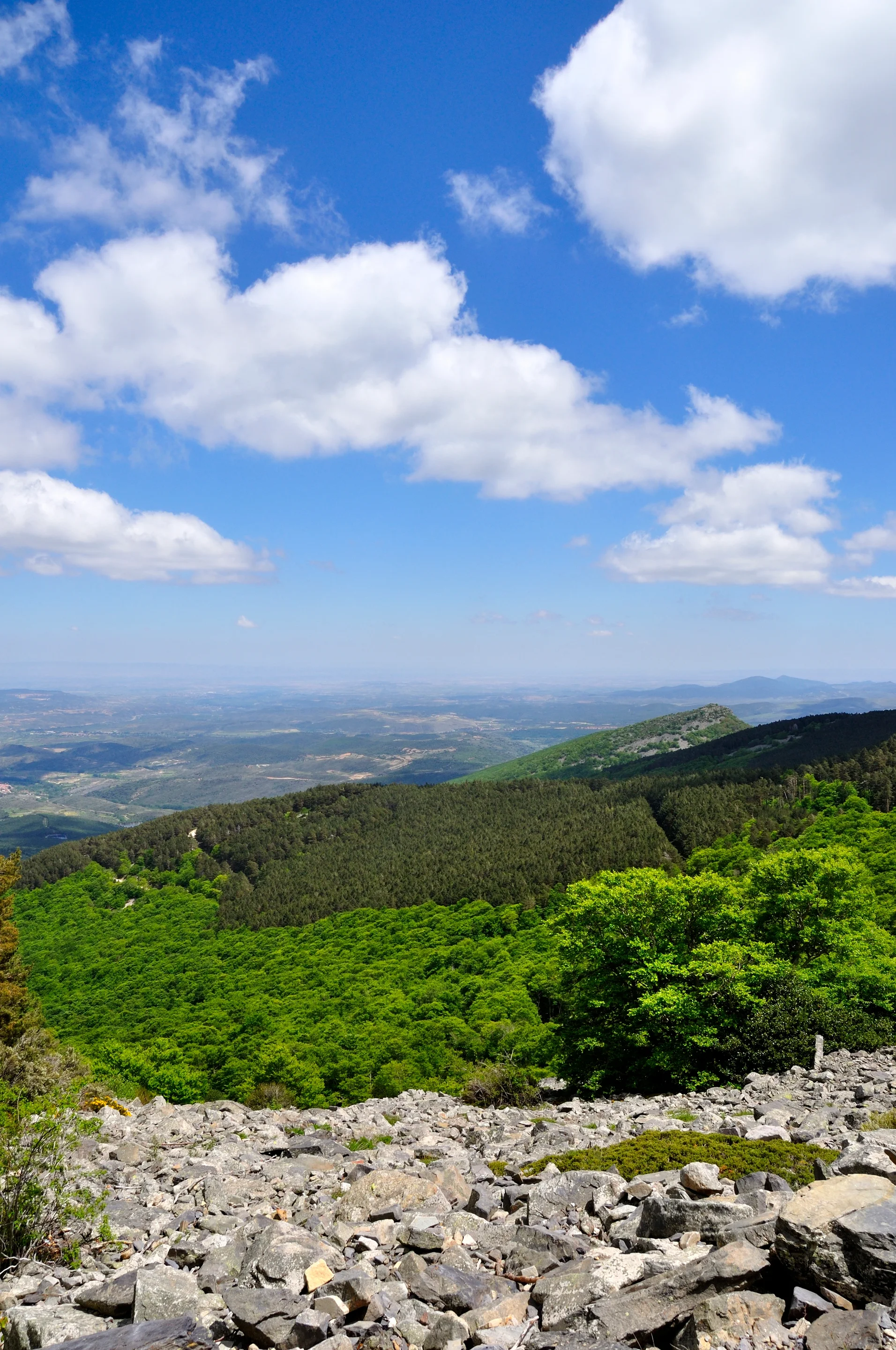 Moncayo Natural Park Forests