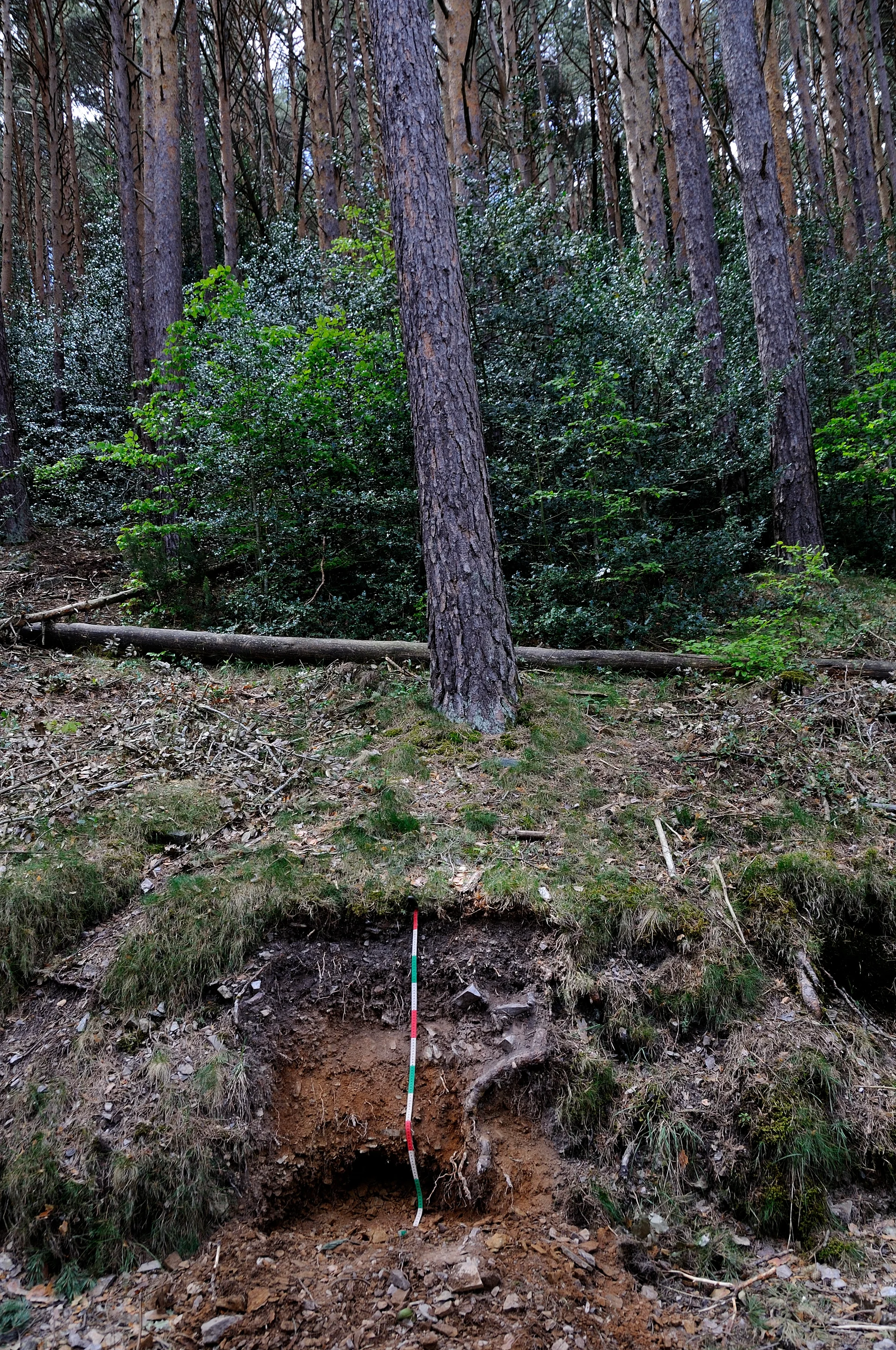 Skeletic Podzol/Typic Haplorthod