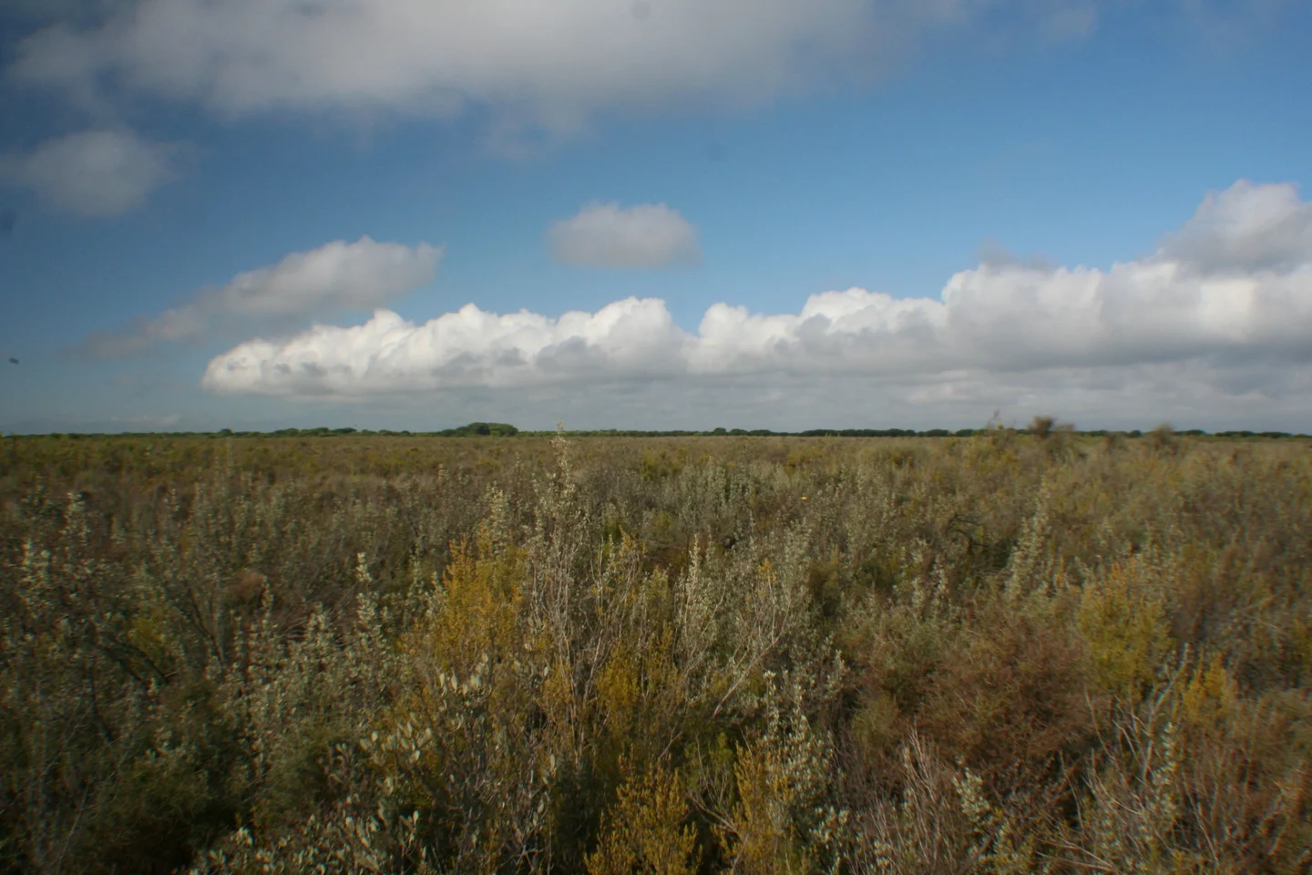 Monte blanco