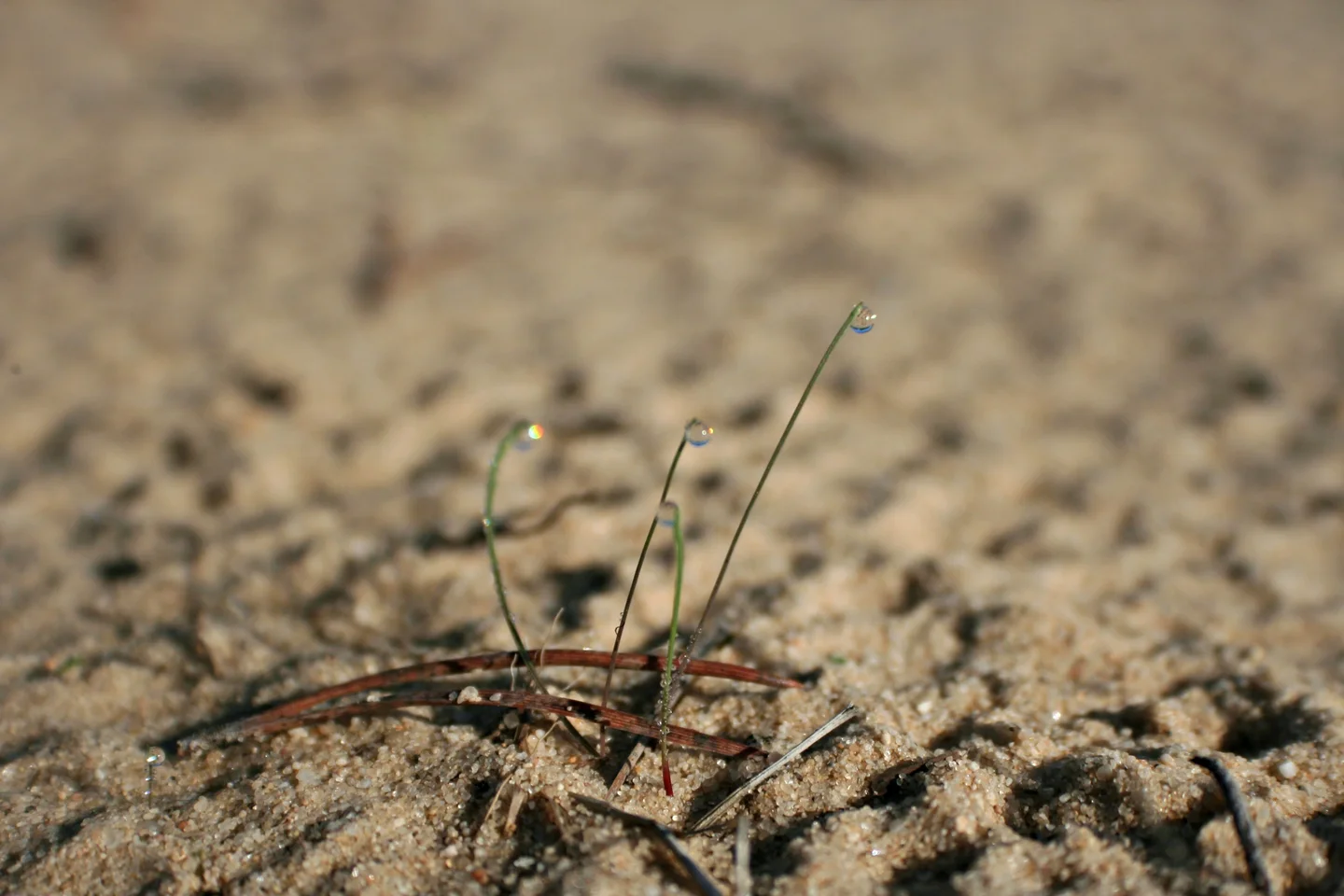 Water gems in arid lands