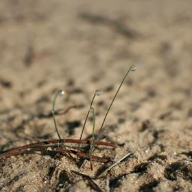 Water gems in arid lands