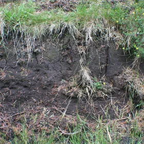 Peatland