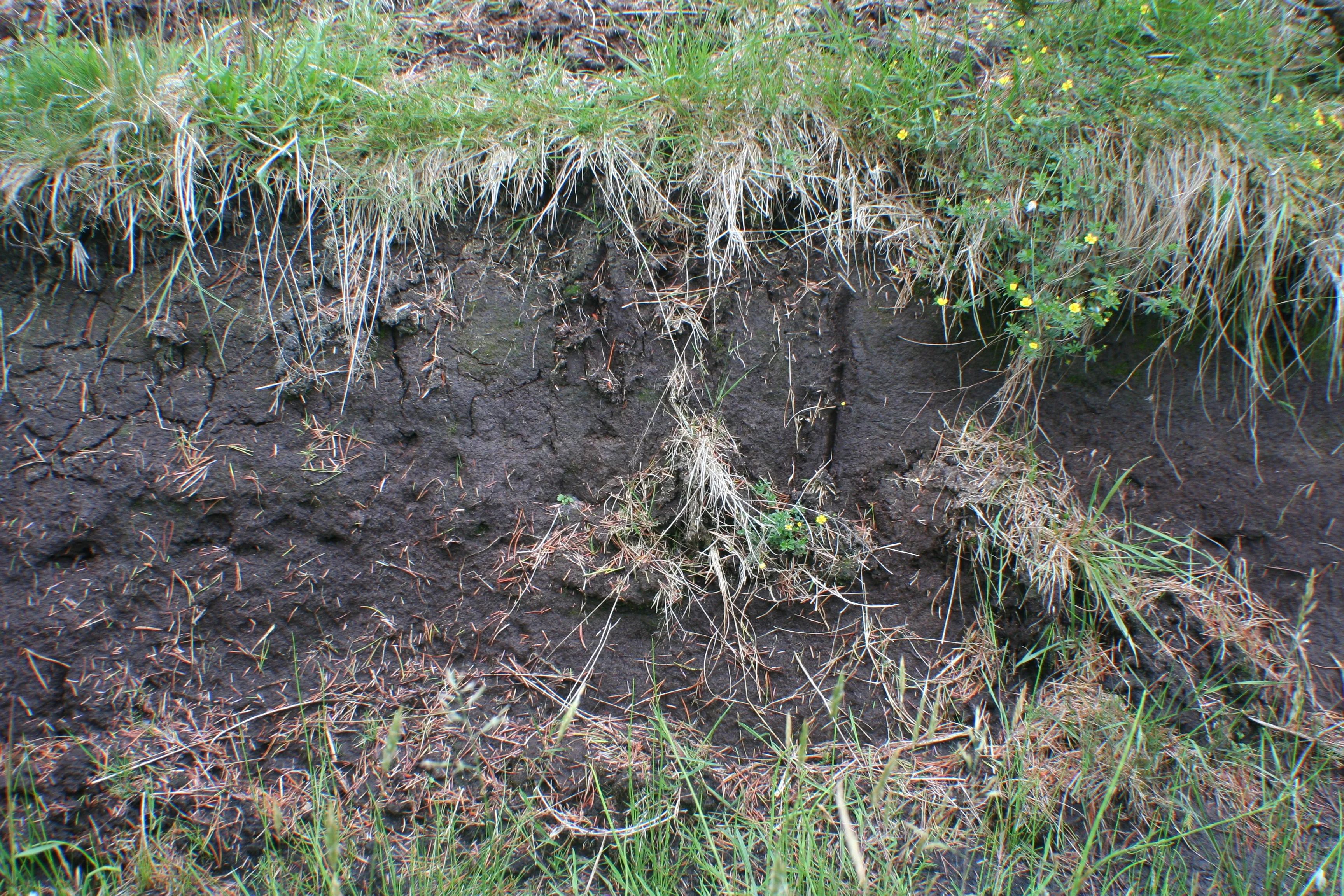 Peatland