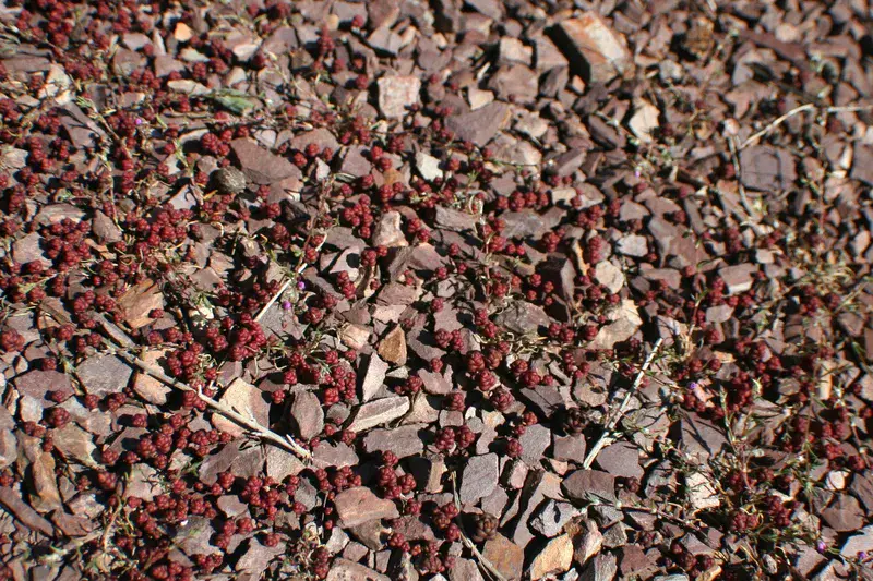 Red settlers on the surface of a young soil